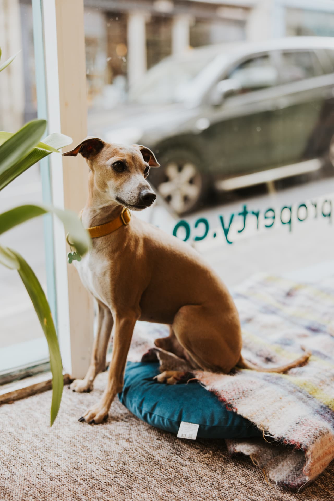 Larry the office dog sitting by the window